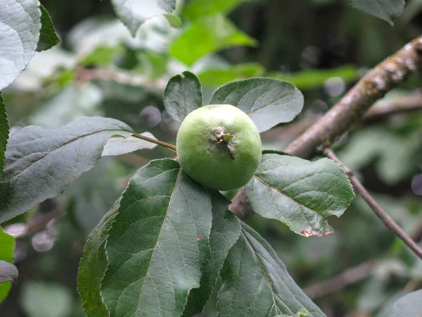 Manzanas Verdes Maduran Las Ramas Manzano Jardín —  Fotos de Stock