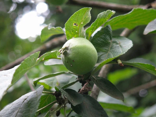 Πράσινα Μήλα Ωριμάζουν Στα Κλαδιά Μιας Μηλιάς Στον Κήπο — Φωτογραφία Αρχείου