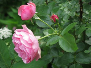 Lüks pembe güller yazın bahçede açar.