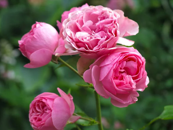 Roses Roses Luxueuses Fleurissent Dans Jardin Été — Photo
