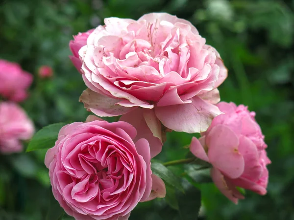 Lyxiga Rosa Rosor Blommar Trädgården Sommaren — Stockfoto