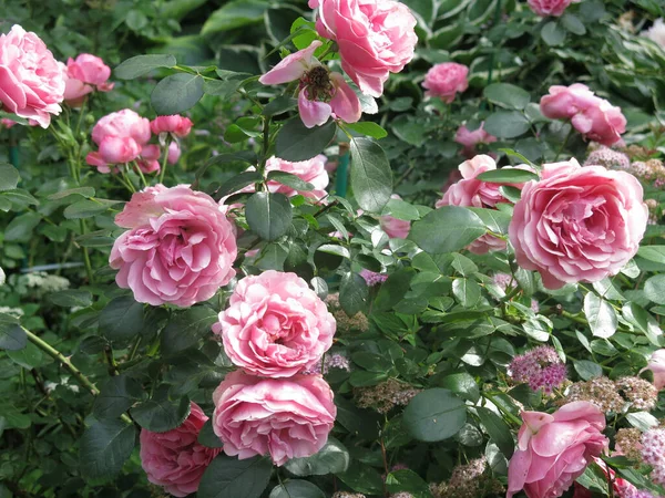 Luxuriöse Rosa Rosen Blühen Sommer Garten — Stockfoto