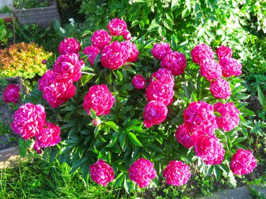 Parlak kırmızı şakayıklar yazın bahçede açar.