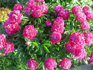 Parlak kırmızı şakayıklar yazın bahçede açar.