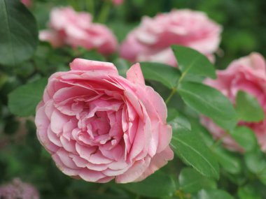 Lüks pembe güller yazın bahçede açar.