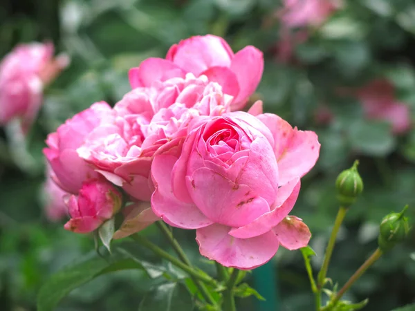 Πολυτελή Ροζ Τριαντάφυλλα Ανθίζουν Στον Κήπο Καλοκαίρι — Φωτογραφία Αρχείου