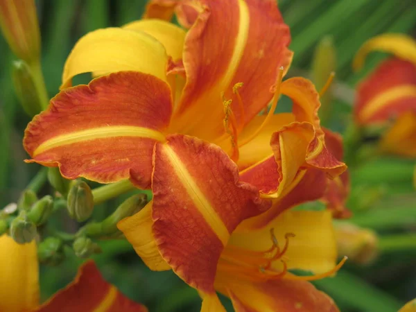 Gestreifte Gelb Orange Lilie Blüht Garten — Stockfoto