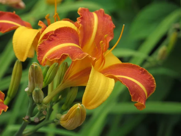 줄무늬노란 오렌지색 정원에 — 스톡 사진