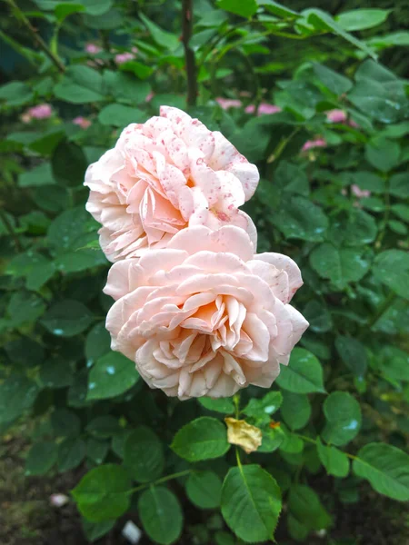 Roses Roses Luxueuses Fleurissent Dans Jardin Été — Photo