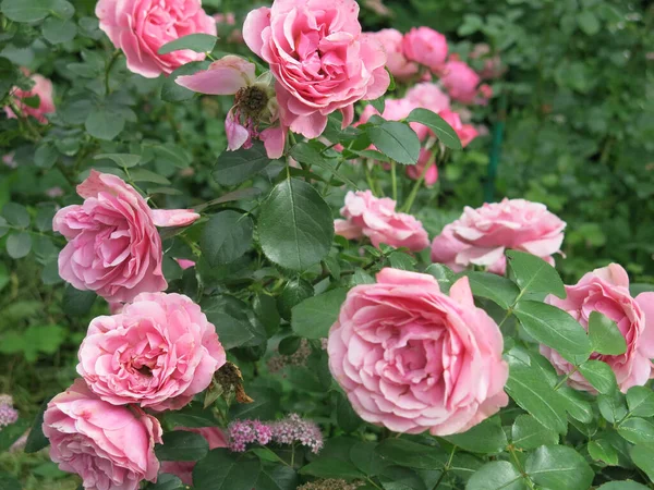夏には庭に豪華なピンクのバラが咲き — ストック写真