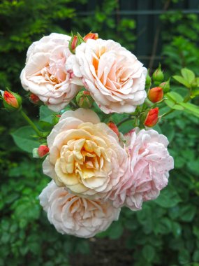 Lüks pembe güller yazın bahçede açar.