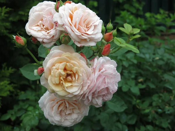 Luksusowe Różowe Róże Kwitną Ogrodzie Latem — Zdjęcie stockowe