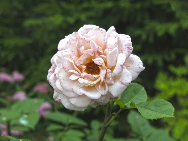 Mawar Merah Muda Mewah Mekar Taman Musim Panas — Stok Foto