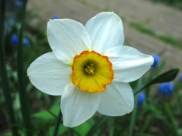 Narcisse Blanche Avec Centre Jaune Fleurit Dans Jardin Printemps — Photo