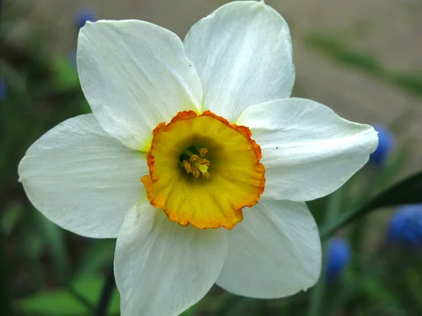 Narcisse Blanche Avec Centre Jaune Fleurit Dans Jardin Printemps — Photo