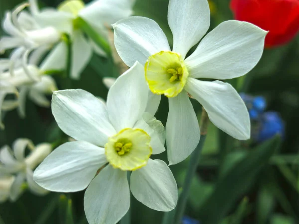 春に黄色いセンターのある白いナルシスが庭に咲き — ストック写真