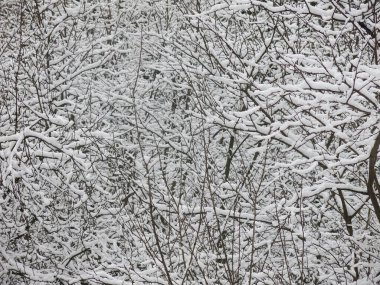 Karla kaplı ağaç dalları harika bir kış arkaplanıdır.