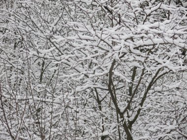 Karla kaplı ağaç dalları harika bir kış arkaplanıdır.