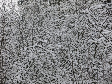 Karla kaplı ağaç dalları harika bir kış arkaplanıdır.