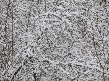 Karla kaplı ağaç dalları harika bir kış arkaplanıdır.