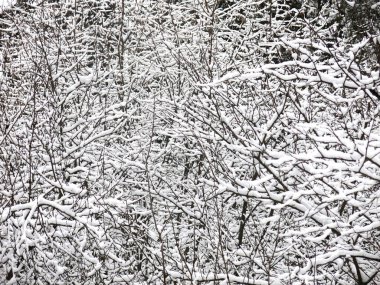 Karla kaplı ağaç dalları harika bir kış arkaplanıdır.