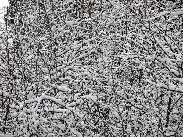 Karla kaplı ağaç dalları harika bir kış arkaplanıdır.