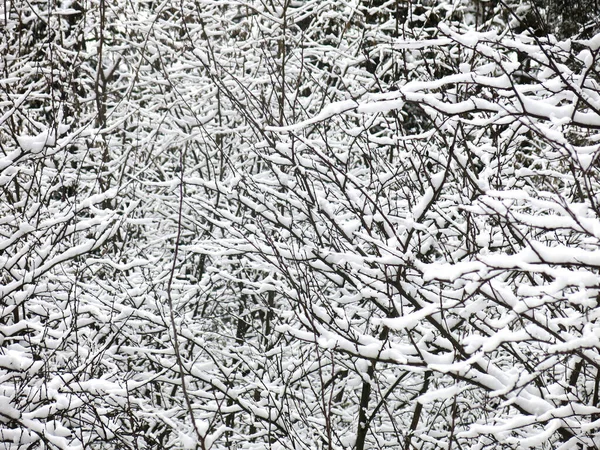 Kusza Hófás Ágak Egy Nagy Téli Háttér — Stock Fotó