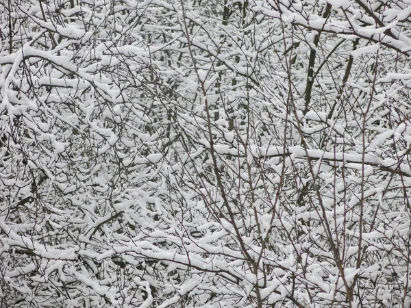 Ramas Árboles Enredadas Cubiertas Nieve Son Gran Fondo Invierno — Foto de Stock