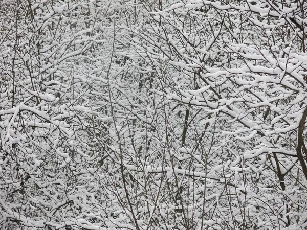 Karla kaplı ağaç dalları harika bir kış arkaplanıdır.