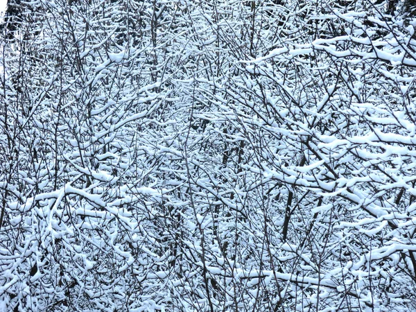 Karla kaplı ağaç dalları harika bir kış arkaplanıdır.