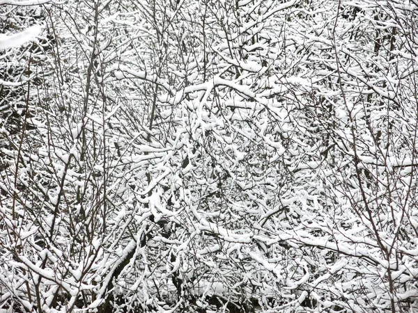 Rami Alberi Innevati Aggrovigliati Sono Grande Sfondo Invernale — Foto Stock