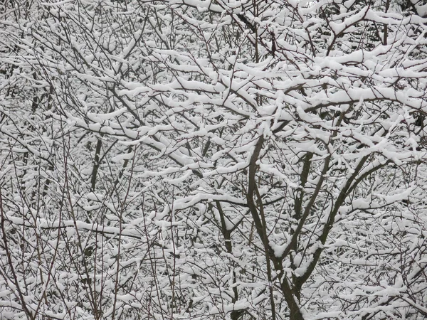 Karla kaplı ağaç dalları harika bir kış arkaplanıdır.
