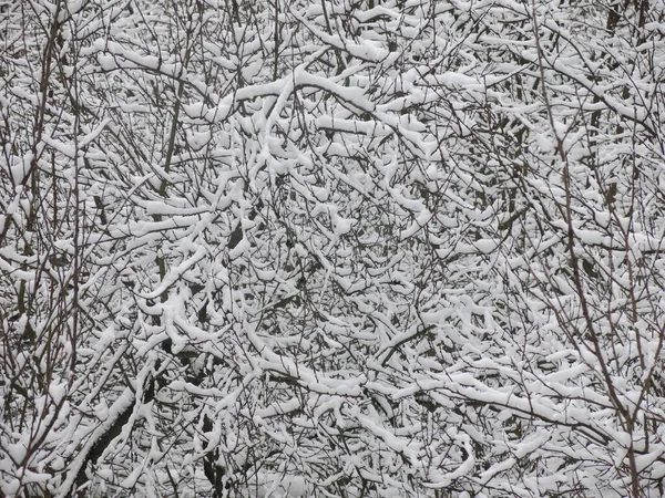 Karla kaplı ağaç dalları harika bir kış arkaplanıdır.
