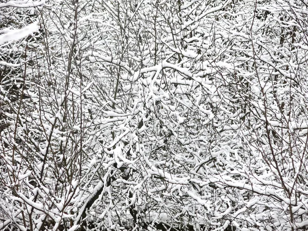 Заплутані Гілки Снігового Покриву Великий Зимовий Фон — стокове фото