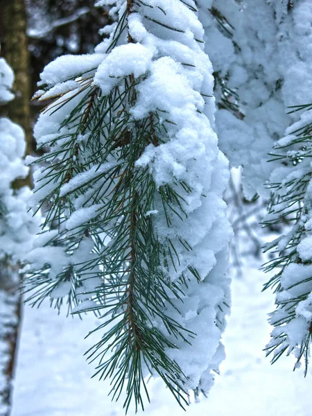 Hófödte Fenyőágak Hosszú Tűlevelekkel — Stock Fotó