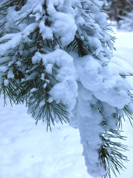 Hófödte Fenyőágak Hosszú Tűlevelekkel — Stock Fotó