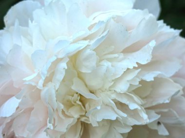 Narin beyaz şakayık çiçekleri yazın açar, yaprakları büyüktür.