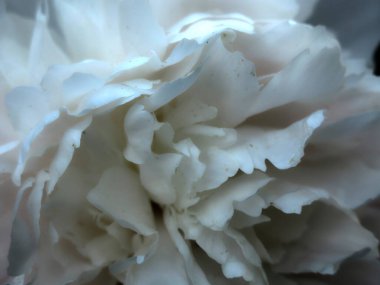 Narin beyaz şakayık çiçekleri yazın açar, yaprakları büyüktür.