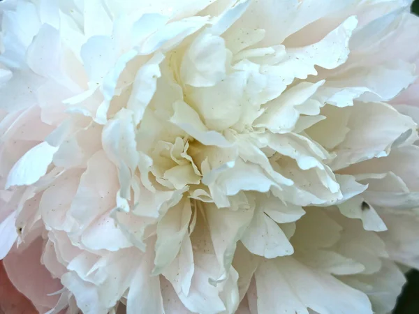 Delicadas Flores Peônia Branca Verão Pétalas São Grandes — Fotografia de Stock