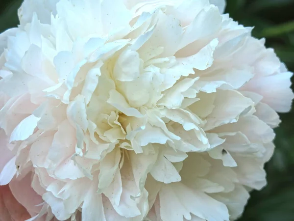 Delicate White Peony Blooms Summer Petals Large — Stock Photo, Image