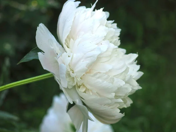 Delicadas Flores Peônia Branca Verão Pétalas São Grandes — Fotografia de Stock