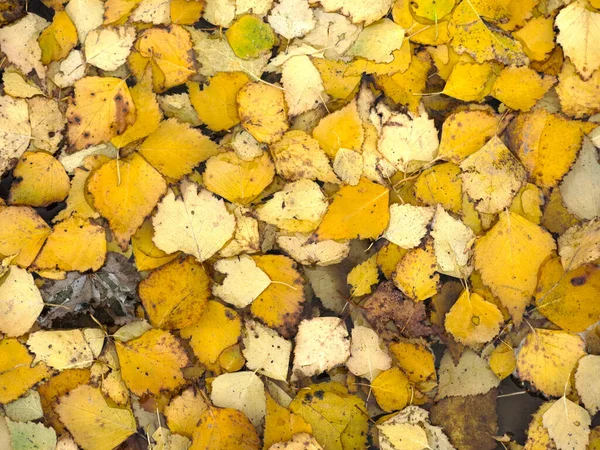 Folhas Outono Amarelo Jazem Chão Parecem Com Moedas Ouro — Fotografia de Stock