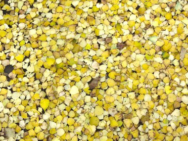 Sarı sonbahar yaprakları yerde yatar ve altın sikkeye benzer.