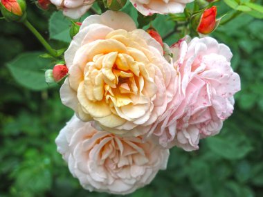 Lüks pembe güller yazın bahçede açar.