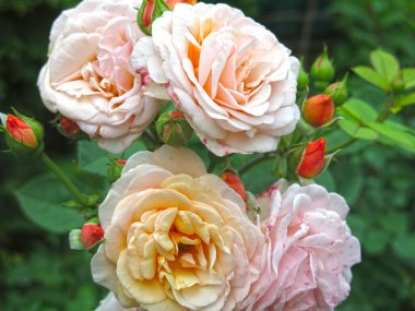 Lüks pembe güller yazın bahçede açar.