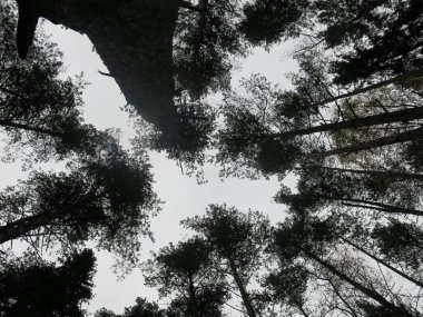 Ormandaki uzun çam ağaçlarının taçları aşağıdan alınır.