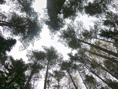Ormandaki uzun çam ağaçlarının taçları aşağıdan alınır.