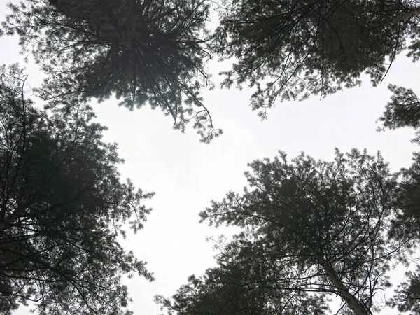 森の背の高い松の冠は — ストック写真