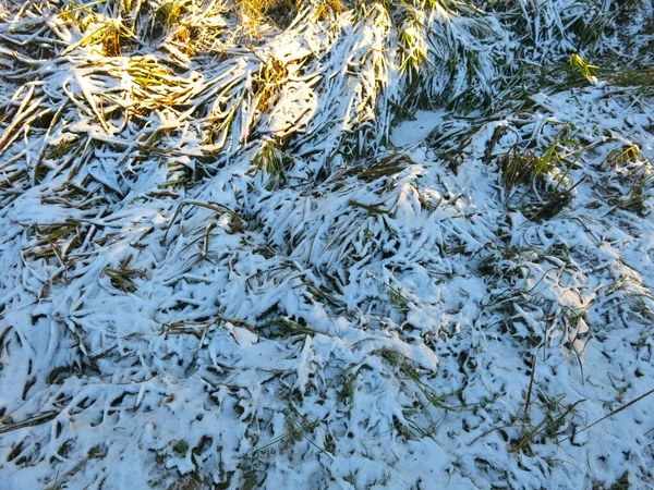 Tallos Largos Cubiertos Nieve Hierba Verde — Foto de Stock