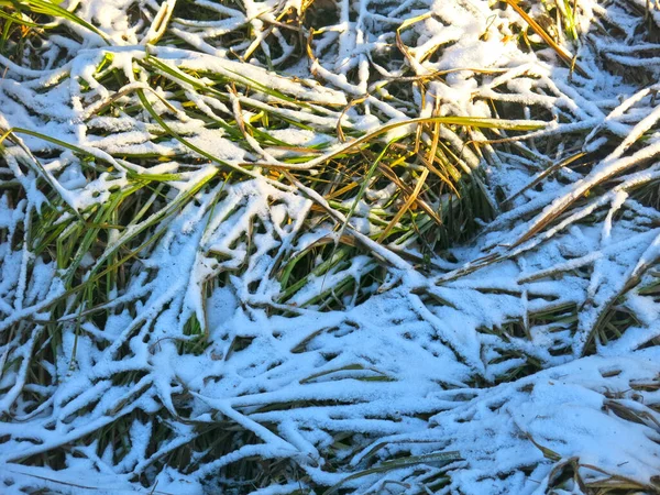 Χιόνι Καλύπτονται Μακρά Στελέχη Του Πράσινου Χόρτου — Φωτογραφία Αρχείου